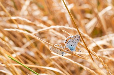 Kuru çimenlerde aşık kelebeklerle doğal vaşak geçmişi. Eşli mavi kelebekler. Ağustos manzarası.