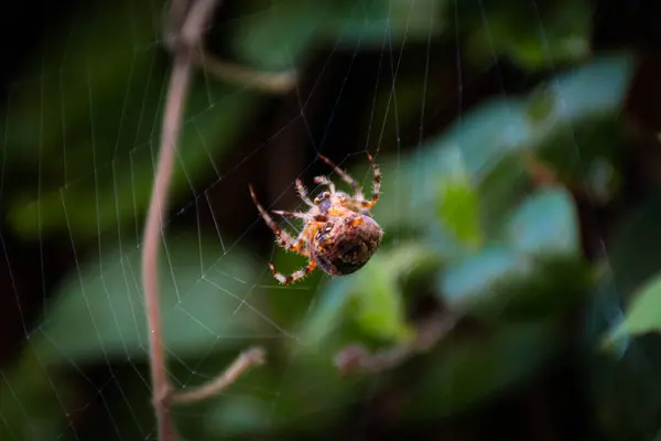 大蜘蛛把网织成三片叶子 你看摄像机 自然背景 — 图库照片