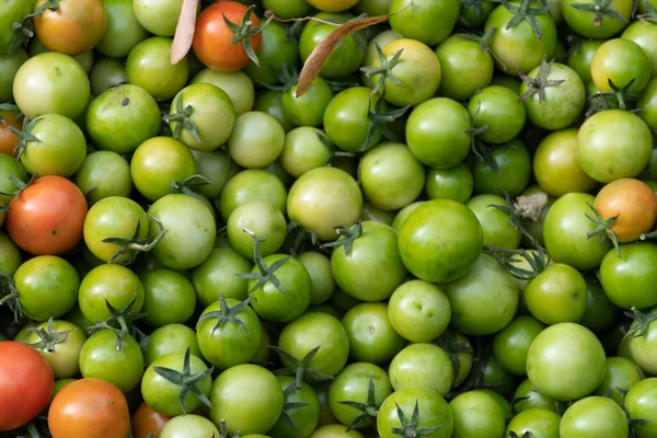 Grüne Tomate Natürlichen Hintergrund — Stockfoto