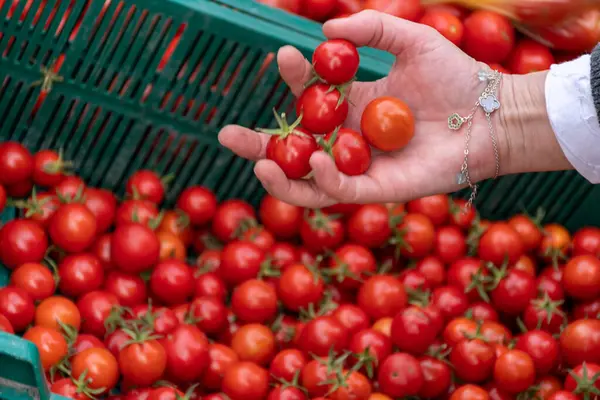Kadının eli sebze pazarındaki domates kasasından domates topluyor..