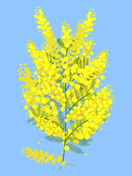 Yeşil dalda Mimosa çiçeği, mavi arkaplan. Vektör düz tasarımı.