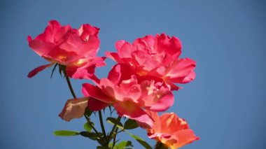 Pembe bahçe, mavi gökyüzünün arka planında rüzgarda sallanarak yükseldi.