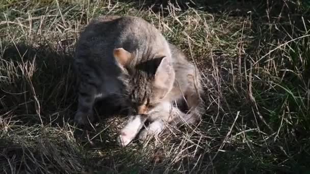 一只猫正坐在草地上梳妆打扮 日光下的家畜 — 图库视频影像