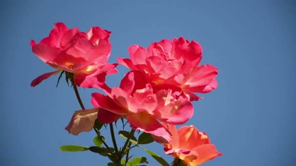 Rosafarbener Garten Vor Blauem Himmel Der Sich Wind Wiegt — Stockvideo