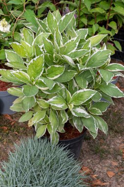 Cornus Alba, çiçekçide saksı çalısı.