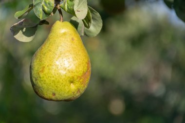 Meyve dalında armut, bulanık yeşil arka plan