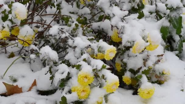 黄色菊花 雪覆盖 冬季背景 — 图库视频影像