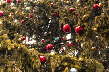 Kırmızı ve altın kürelerle süslenmiş köknar dallarının arka planı