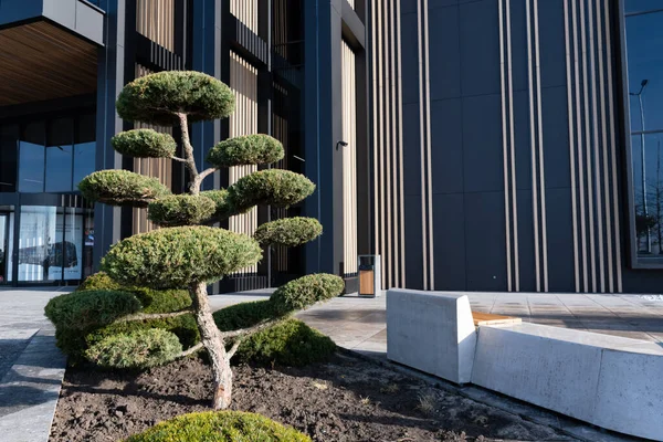 Decorative shrub in front of a modern building