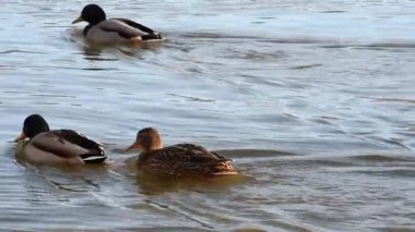 Vahşi yılanlar nehirde yüzer.