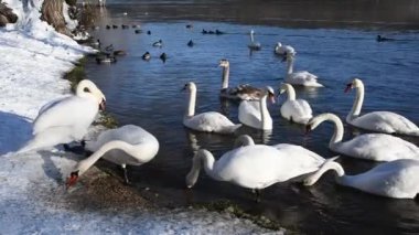 Kışın nehir kıyısındaki yaban kuşları ve ördekler.