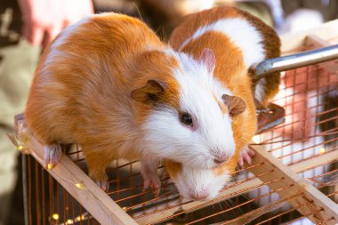 Two guinea pigs with red fur, cute pets clipart