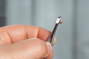 Kene böceği bir kedinin kürkünde.