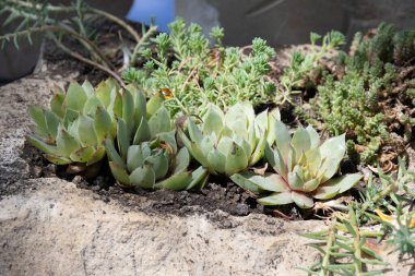 Doğal taş kaplarda küçük dekoratif bahçeler.