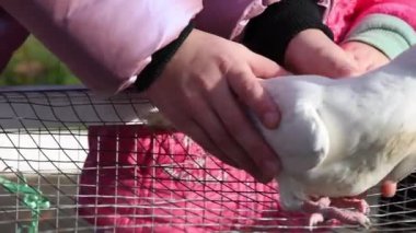 Hayvan fuarında çocukların elleriyle okşadığı beyaz güvercin.