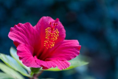 Çiçek açan Çin gülü, bahçe arka planı