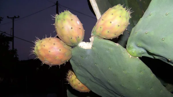 Kaktus Przy Zachodzie Słońca — Zdjęcie stockowe