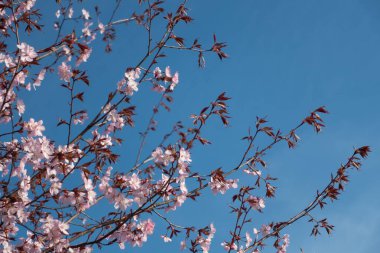 Pembe çiçekler gökyüzüne karşı bulutlarla