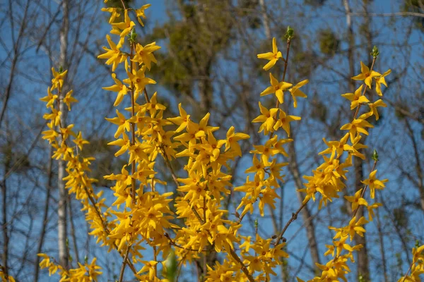 Цветы Желтой Форсифии Фоне Голубого Неба — стоковое фото