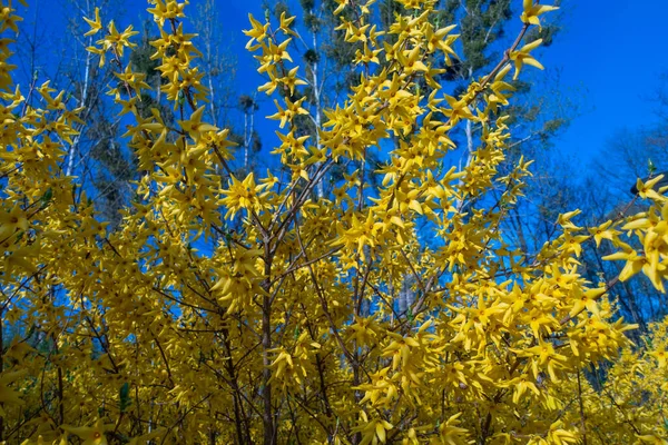 Yellow Forsythia Flowers Blu Sky — Stock Photo, Image
