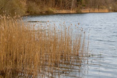 Mavi gölün yanındaki sazlıklar