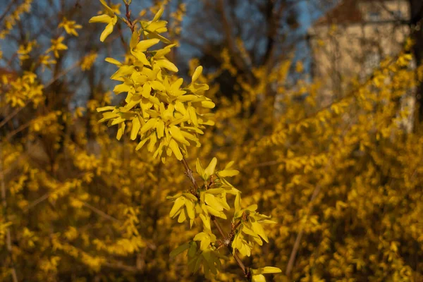 Jarní Barvy Žlutá Forsythia Květina Keřích — Stock fotografie