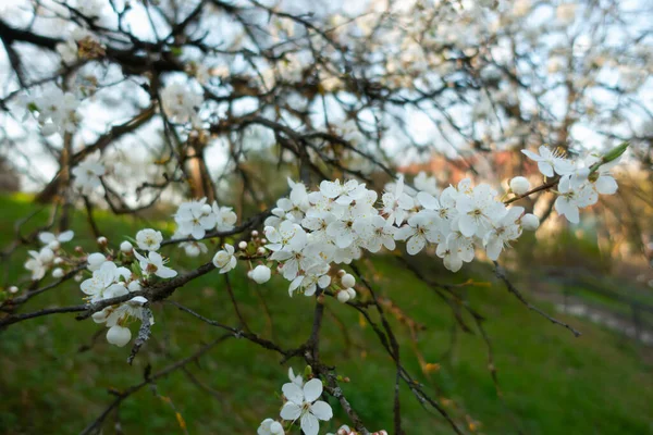 Wiosenne Kolory Białe Kwiaty Drzewie — Zdjęcie stockowe