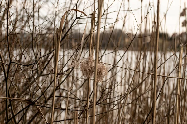 湖のそばの茶色の葦 — ストック写真