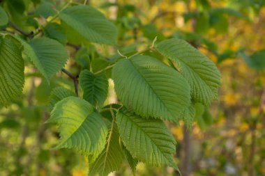 Sarı arkaplanda yeşil yapraklar