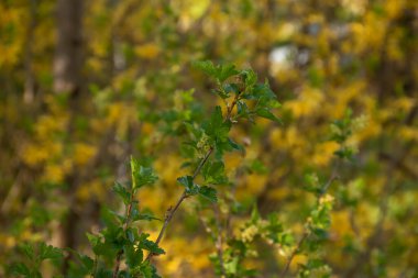 Kahverengi bir dal üzerinde yeşil yapraklar