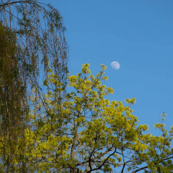 Bílý Měsíc Mezi Zelenými Stromy — Stock fotografie