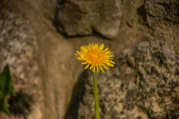 Żółty Kwiat Tle Brązowej Ściany — Zdjęcie stockowe