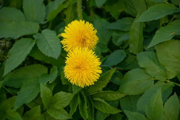 Dwa Żółte Kwiaty Wśród Zielonych Liści — Zdjęcie stockowe