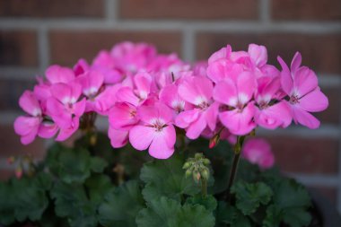 Pembe tonlama ve yeşil yapraklar.