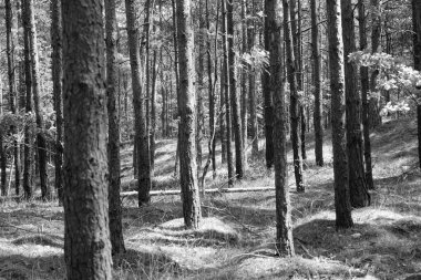 Siyah ve beyaz kozalaklı orman