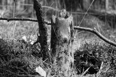 Kırık ağaç gövdesi gri