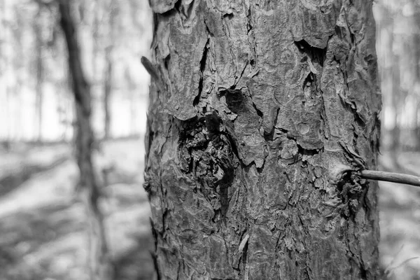 Δέντρο Κούτσουρο Και Κόμπο Γκρι — Φωτογραφία Αρχείου