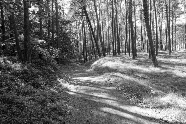 Forest road in a gray forest