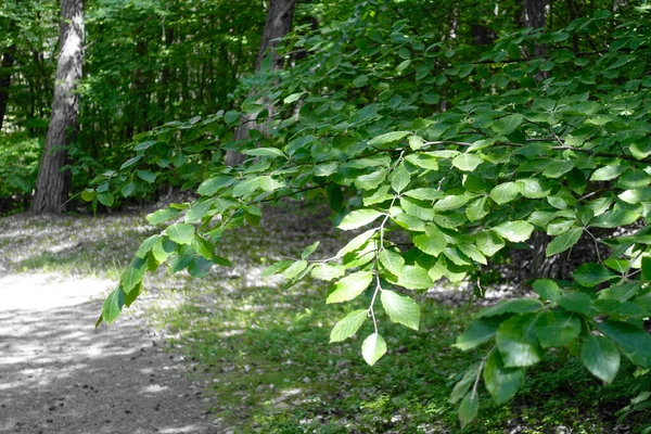 Folhas Verdes Sobre Caminho Floresta — Fotografia de Stock