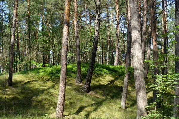 Zöld Domb Tűlevelű Erdőben — Stock Fotó