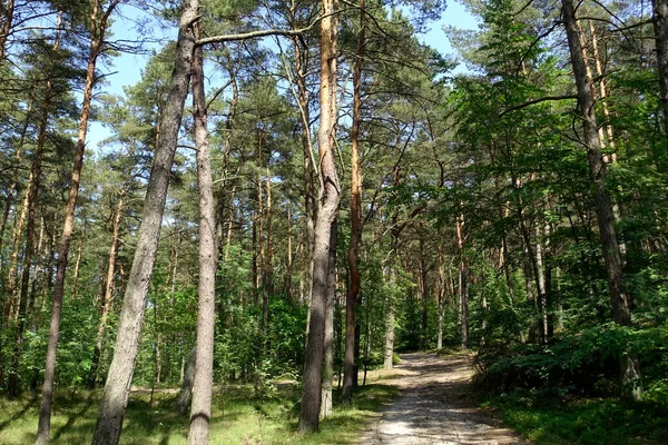 Kozalaklı Ağaçların Arasındaki Orman Yolu — Stok fotoğraf