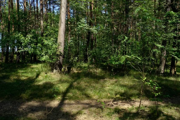 Fák Bokrok Sűrű Erdőben — Stock Fotó
