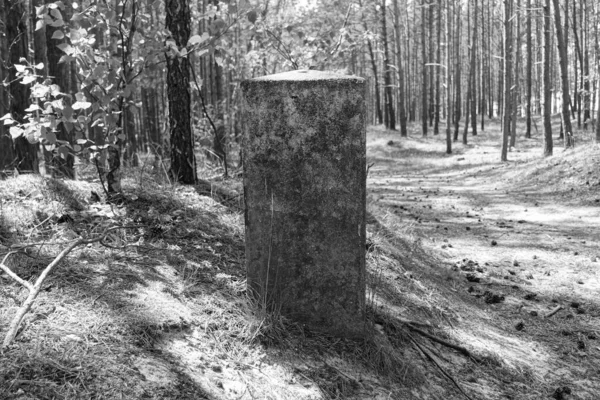 森道による灰色の花崗岩の柱 — ストック写真