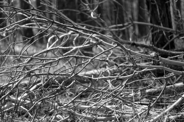 stock image Black and white dry branches in the forest