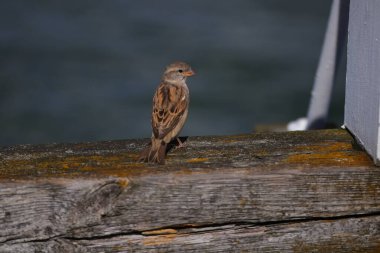 Renkli tahta üzerinde bir serçe.