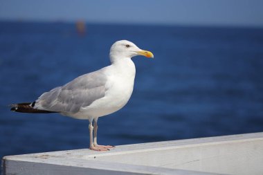 Denizin arka planında beyaz martı