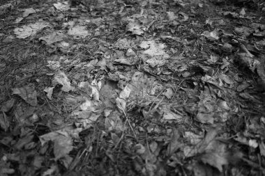 Yere saçılmış gri yapraklar.