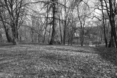 Gri şehir parkı ilkbaharın başlarında