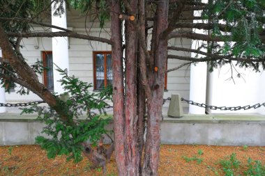 Gri bir binanın arka planında kahverengi ağaç gövdesi