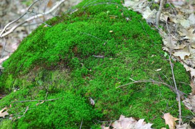 Kahverengi yaprakların arasında ince yeşil yosun
